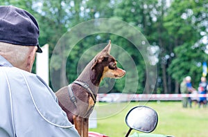 Man with a dog breed  russian toy terrier on a motorcycle_