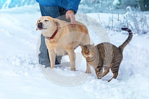 Man with dog and cat walking in a snowy forest