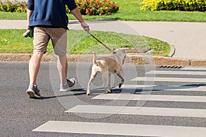 Man and dog crossing road at the pedestrian crossing