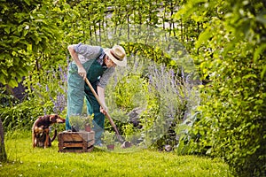 Man dog gardening work