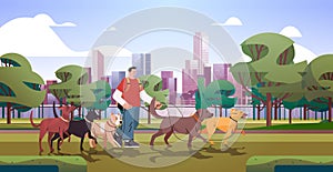 man dog handler walks with pets in urban park best friends domestic animals walking service volunteering pet care