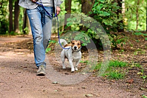 Man and dog on loose leash hiking at forest by footpath