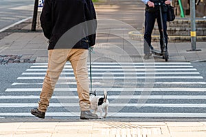 A man with a dog and a man with an electric scooter at a pedestrian crossing, lower section