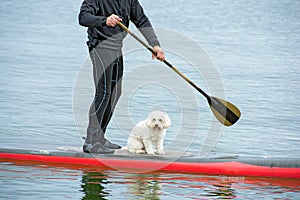 Man and dog on paddle board