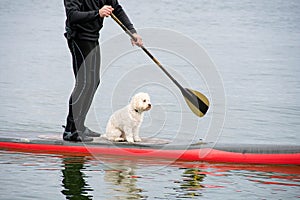 Man and dog on paddleboard