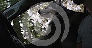 Man, dog and road trip in car for travel, adventure or natural scenery while driving together. Closeup of male person