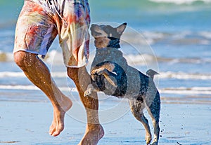 Man and dog running on beach