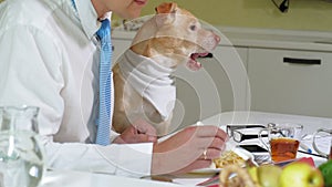 The man with the dog at the table is eating. Friendship of man and pet. Businessmen concept