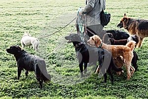 Man dog walker walking group of dogs on the leashes in the park