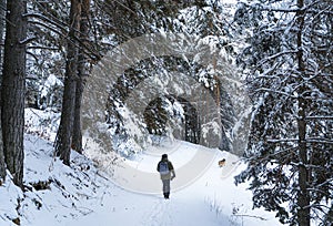 Man with a dog walking through a beautiful pine forest covered with snow. Beautiful winter day.