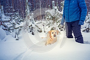 A man with a dog walks in a snowy winter forest