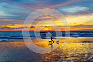 Man with dogs on beach