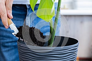 Man doing replant monstera to new pot at home. Pulling plant with roots from pot, close-up. Florist gardening at home