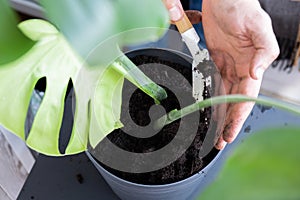 Man doing replant monstera to new pot at home. Pulling plant with roots from pot, close-up. Florist gardening at home