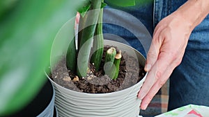 Man doing replant zamioculcas to new pot at home. Pulling plant with roots from pot, close-up. Florist gardening at home