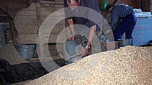 Man draw oat grain with bucket from pile and sift with special machine