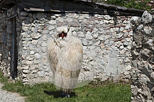 Man dressed as a sheep