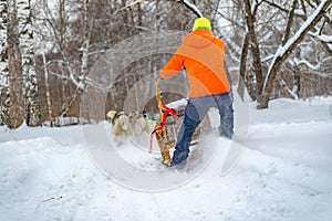 A man driving a dog sled driving at speed through the snow