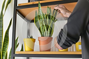 man dusting off potted snake plant on high shelf