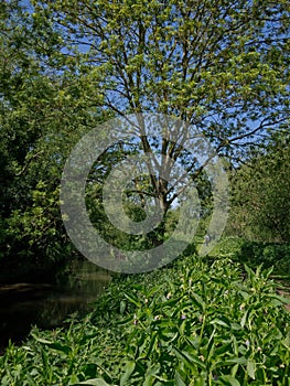 Man dwarfed by nature in river habitat