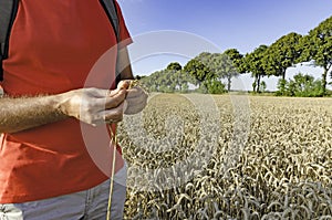 A man with an ear of wheat standing in the field