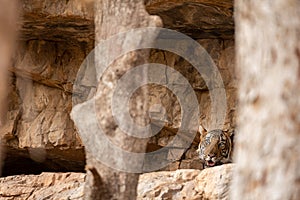 Man eater tiger of ranthambore in den or cave. Blue eye male tiger or T104 resting in cave or tiger den in summers at ranthambore