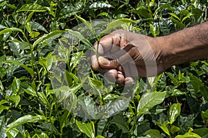 Man employee of tea company hold tea sprout against background of plantation field. Selects the best kind of tea for