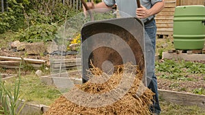 Man, emptying wheelbarrow, manure