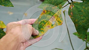 Man examines yellowed leaves of a bean plant