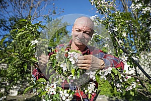 Man examining blooming apple trees in orchard