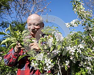 Man examining blooming apple trees in orchard