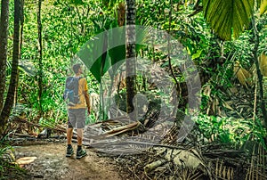 Man exploring a tropical rain forest