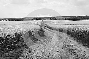 Man extreme sport riding touring enduro motorcycle on dirt. beautiful yellow field of flowers. World adventure rider. Tourist bike