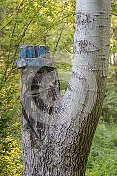 Man face carved on a tree trunk