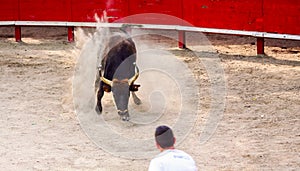 a man faces a bull in an arena during Bouvine, he must retrieve a cockade placed on the bull's head
