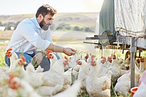 Man on farm, feed chicken and agriculture with poultry livestock and sustainability with organic agro business. Farmer