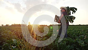 man farmer with a box of fresh green vegetables walk through his field. agriculture farm organic business concept. a