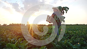 man farmer with a box of fresh green vegetables walk through his field. agriculture farm organic business concept