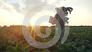 man farmer with a box of fresh green vegetables walk through his field. agriculture farm organic business concept. a