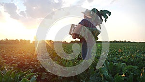 man farmer with a box of fresh green vegetables walk through his field. agriculture farm organic business sunlight