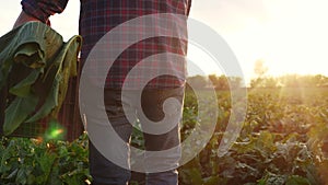 a man farmer with a box of fresh green vegetables walks through his field. agriculture farm organic business concept. a