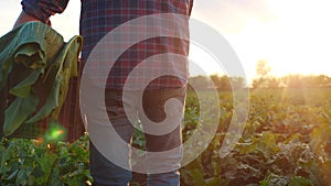 a man farmer with a box of fresh green vegetables walks through his field. agriculture farm organic business concept. a