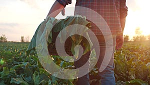 a man farmer with a box of fresh green vegetables walks through his field. agriculture farm organic business concept. a