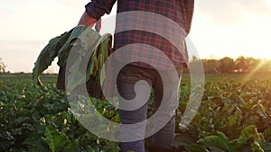 a man farmer with a box of fresh green vegetables walks through his field. agriculture farm organic business concept