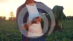 a man farmer with a box of fresh green vegetables walks through his field. agriculture farm organic sunlight business