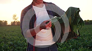 a man farmer with a box of fresh green vegetables walks sunlight through his field. agriculture farm organic business