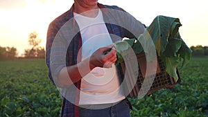 a man farmer with a box of fresh green vegetables walks through sunlight his field. agriculture farm organic business