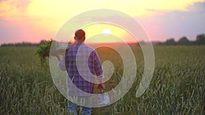 Man farmer carrying box, basket full of organic vegetables, carrots of produce on him farm at sunset or sunrise wheat