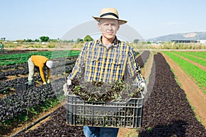 Man farmer carrying box with picked mizuna