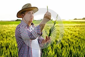 Man farmer checking the quality of wheat grain